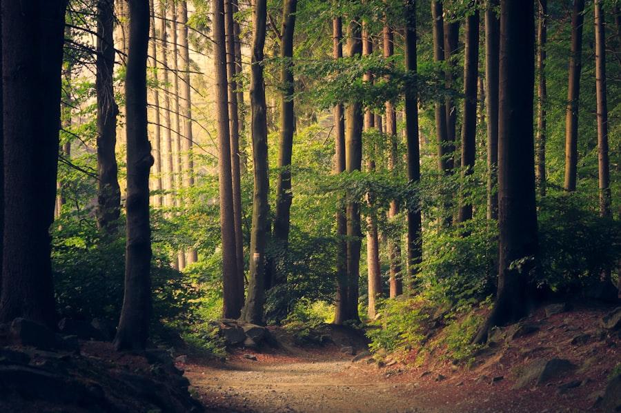 Reforest the Planet